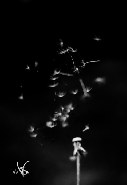 Misc